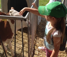 Die kleinen Kälbli sind so süss!