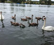 Auch die heimische Fauna ist zu bestaunen