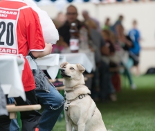 Ob es für ihn auch etwas gibt?