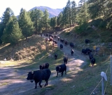 Ein Alpanzug in vollem Gange