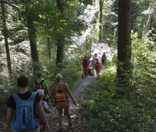 Durch das Dickicht
