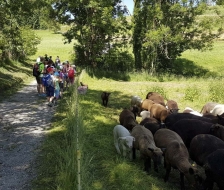 Das kleinste Schaf hat es den Kids angetan