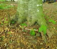 20180521_tv_maibummel_026_web